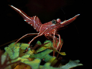 Hinge-beak Shrimp, Tulamben. by Doug Anderson 